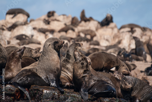 Cape fur seals on Geyser Rock, Gansbaai, South Africa