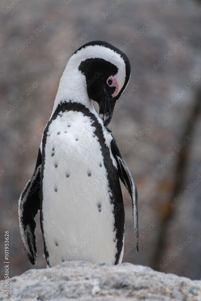 Obraz premium African Penguin