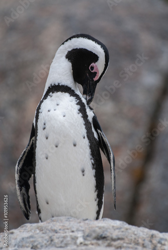 African Penguin