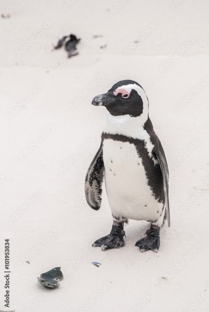 Fototapeta premium An African penguin on Boulders Beach