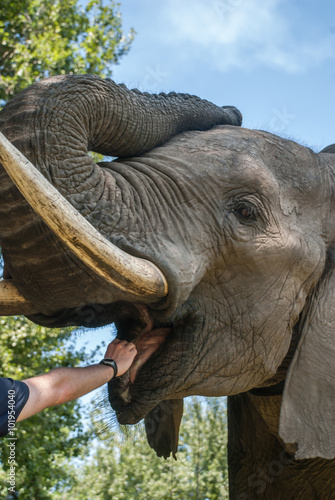 Elephant feeding