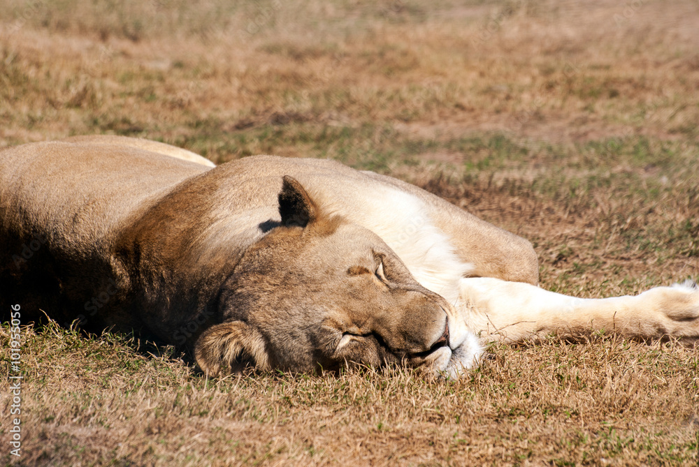 Obraz premium Sleeping lioness