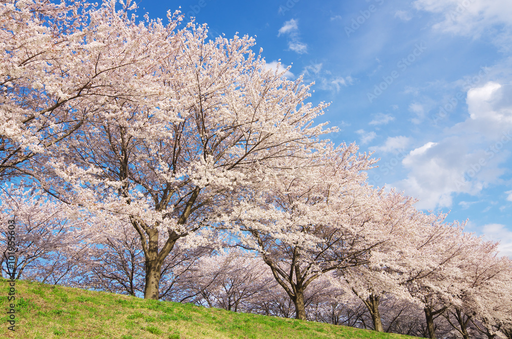 桜