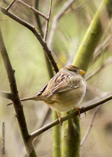 White-Crowned Sparrow (Zonotrichia leucophrys)