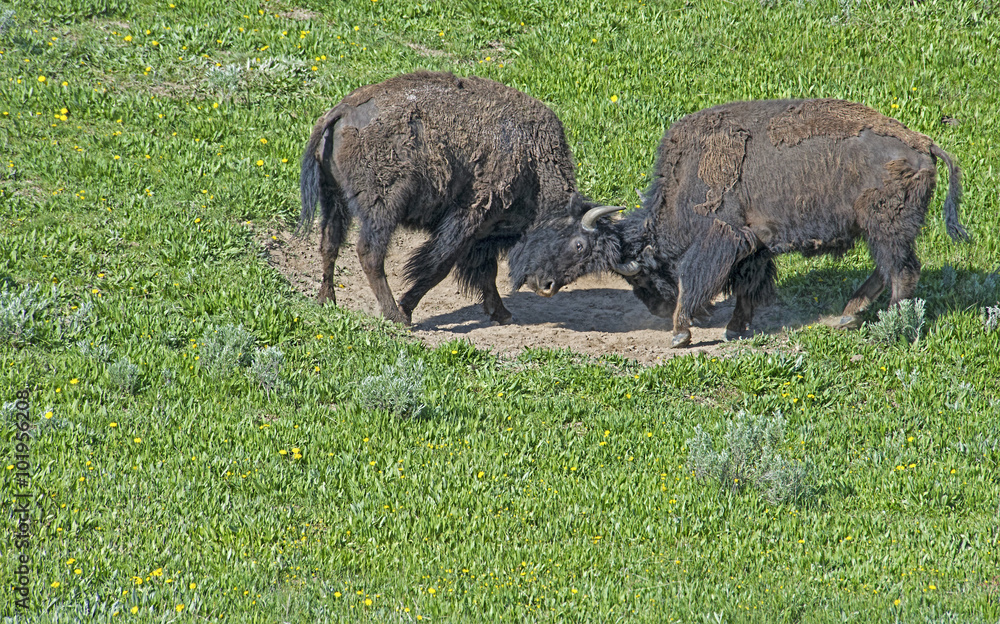 Φωτογραφία Two young Bison play at fighting inside a wallow in Yellowstone.