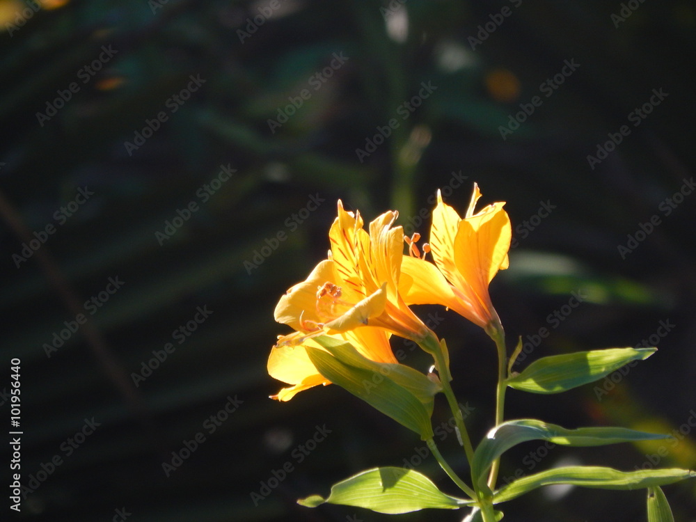 Obraz premium Yellow Flowers