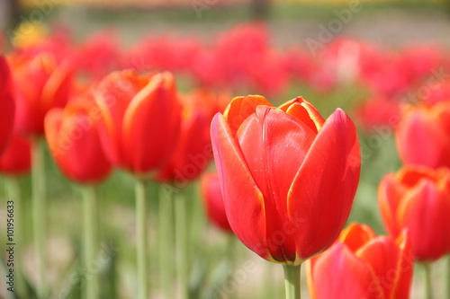Fototapeta Naklejka Na Ścianę i Meble -  赤いチューリップ