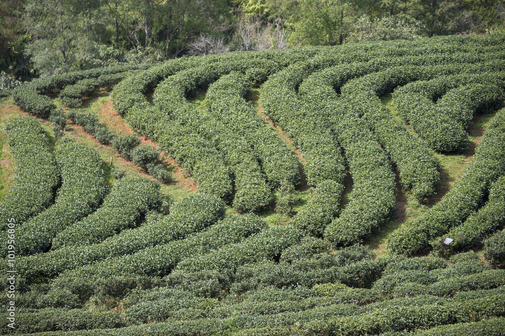 green tea plantation beautiful landscape in Chiang Mai
