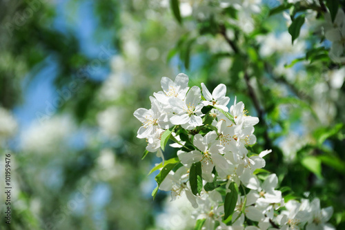 spring white cherry flower blossom on the tree