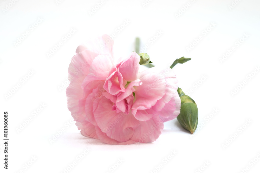 carnation flower isolated on white background carnation flower isolated on white background