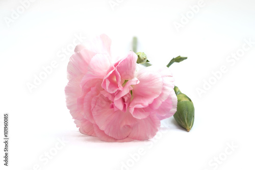 carnation flower isolated on white background