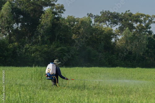 Farmers are spraying foliar fertilizer rice fields. © palidachan
