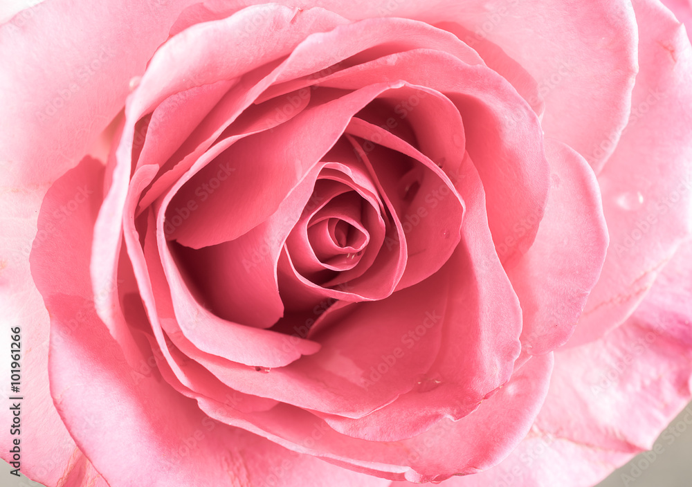 Pink roses as a background Pink roses as a background