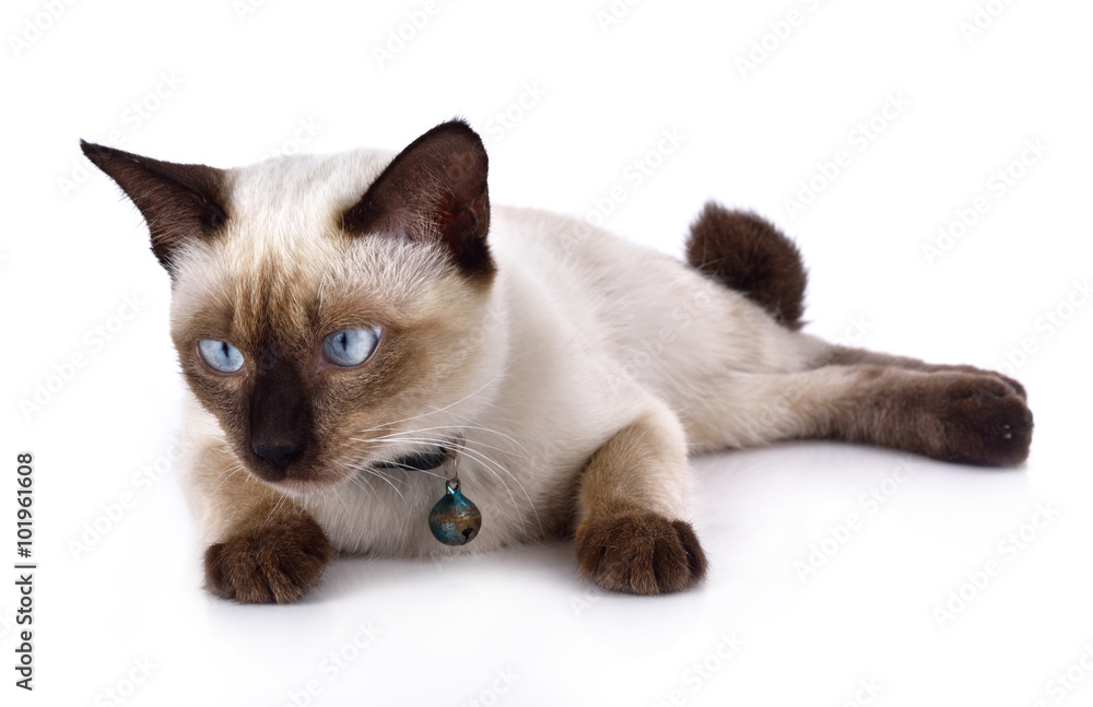 traditional siamese cat