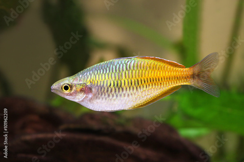 Boeseman's rainbowfish Melanotaenia boese 
mani tropical aquarium fish 