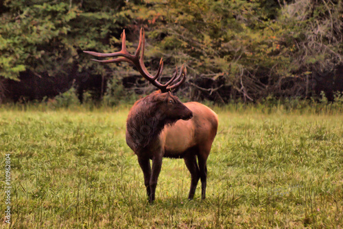 Elk in Field photo