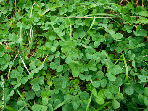 Wallpaper Mural four-leaf clover in grass Torontodigital.ca