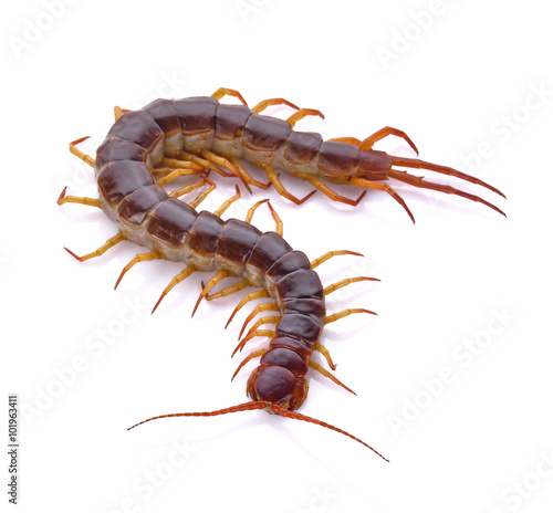 Photo centipede on white background