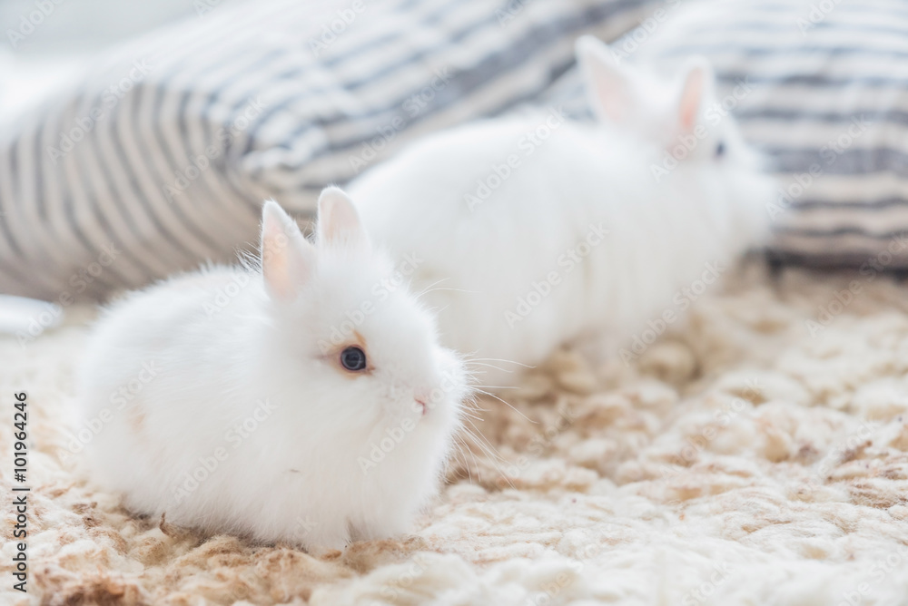 Obraz premium white rabbits indoor