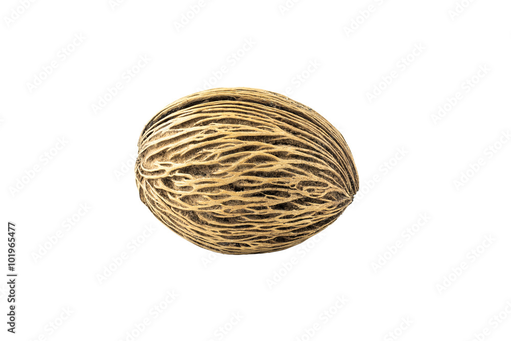 Suicide tree seed, Pong pong seed or Othalanga,Cerbera oddloam's Suicide tree seed, Pong pong seed or Othalanga,Cerbera oddloam's