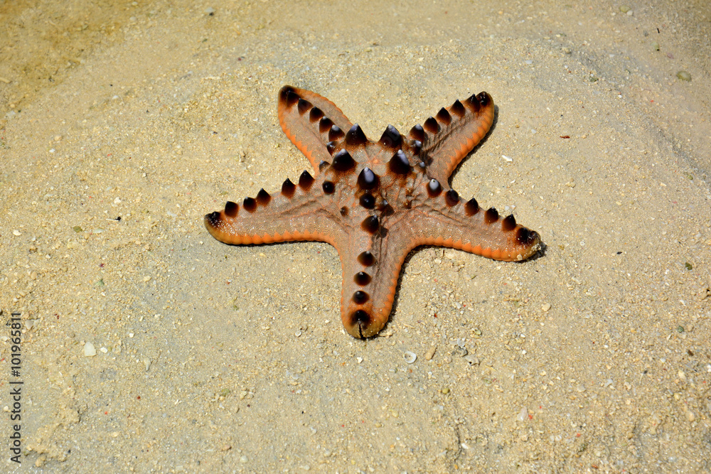 Fototapeta premium Chocolate Chip or Horned Starfish (Protoreaster nodosus), Sabah Borneo, Malaysia