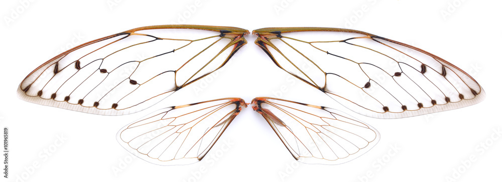 Foto Insect cicada on white background