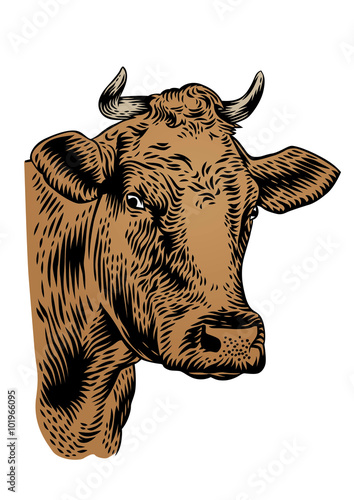 Drawing of cow head