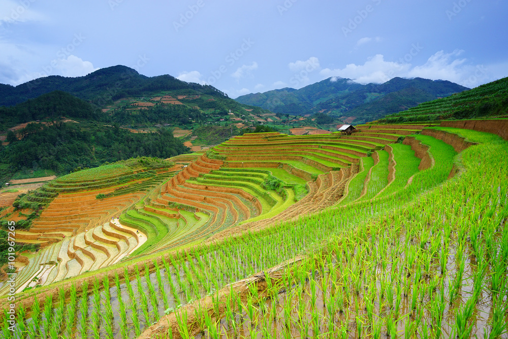 Rice fields on terrace in rainy season at Mu Cang Chai, Yen Bai, Vietnam.