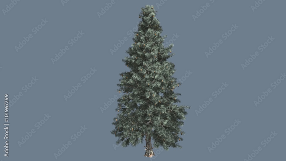 Blue Spruce Thin Tree in Winter or Summer Distantly is Swaying at The Wind Green and Blue Leaves Are Fluttering Sunny Day Blue Spruce Thin Tree in Winter or Summer Distantly is Swaying at The Wind Green and Blue Leaves Are Fluttering Sunny Day