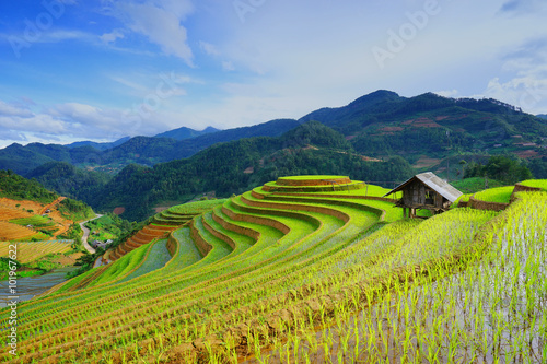 Canvas Print Rice fields on terrace in rainy season at Mu Cang Chai, Yen Bai, Vietnam