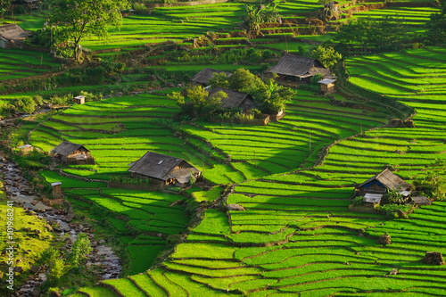 Rice fields on terraced in rainny season at SAPA, Lao Cai, Vietnam. Rice fields prepare for transplant at Northwest Vietnam