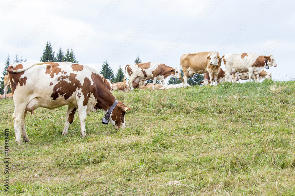 Alpine pasture with cows grazing Alpine pasture with cows grazing