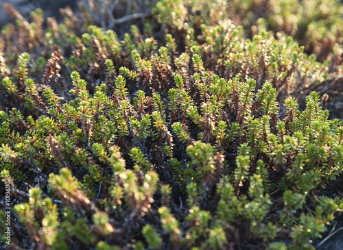 Crowberry plants, close-up