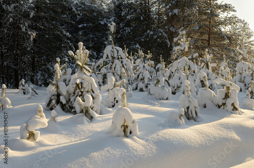 Beautiful landscape winter snowy forest.