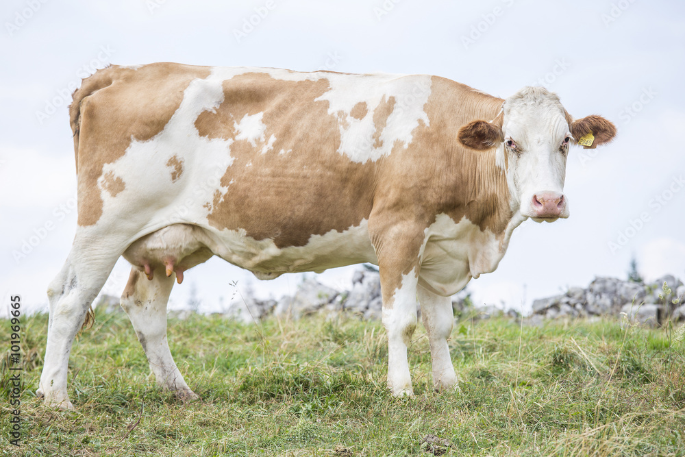 Huge cow standing and looking at camera
