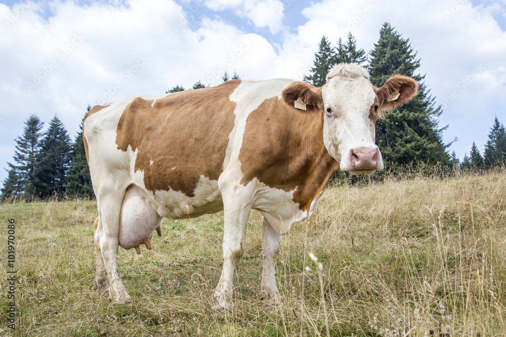 Brown and white cow grazing in mountain pasture