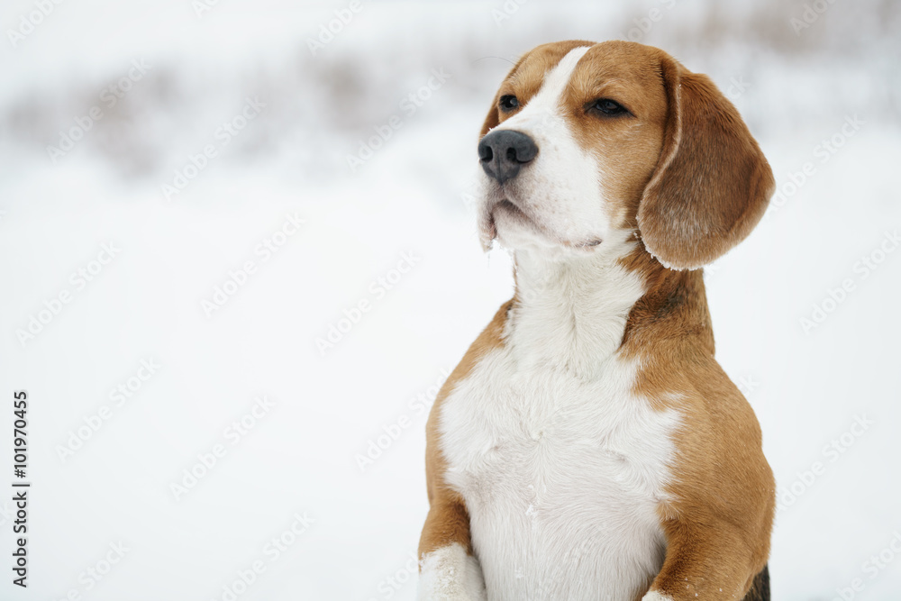 funny beagle dog outdoor funny portrait in winter