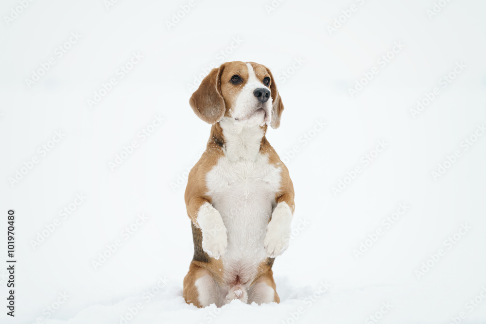 beagle dog outdoor funny portrait in winter