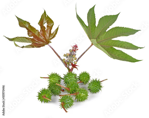 Castor oil plant on white background
