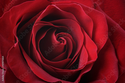 dark red rose close up shot