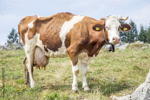 Skinny cow covered by flies standing on a pasture