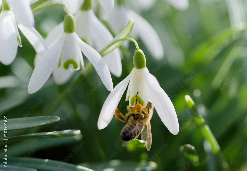 Foto Bee in snowdrop