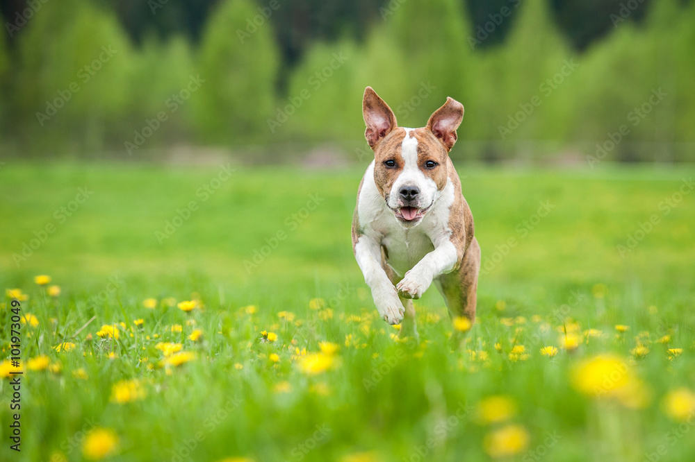 Happy american staffordshire terrier dog running on the field with dandelions