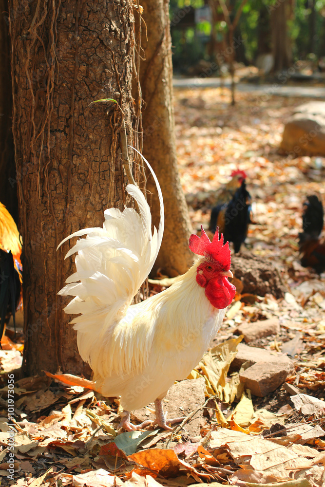 Φωτογραφία The bantam cock / rooster in the outdoor area