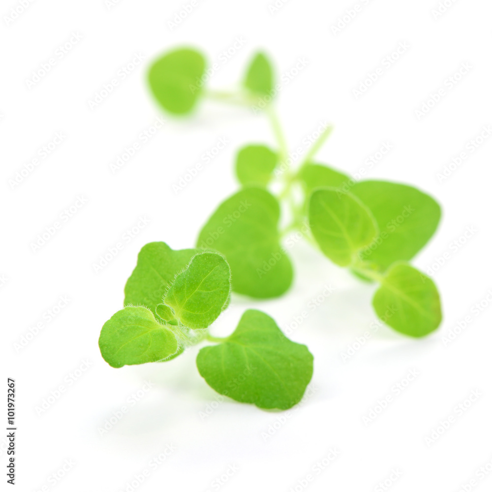 Oregano Oregano