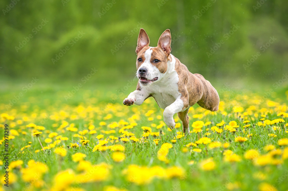American staffordshire terrier dog running on the field with dandelions
