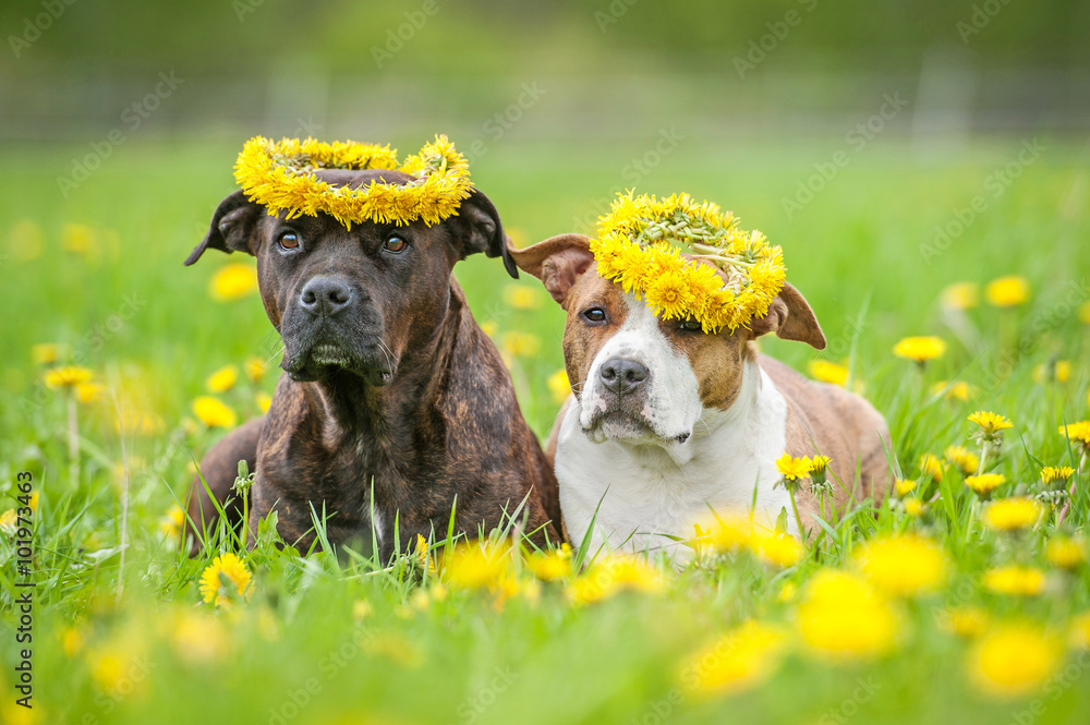 Ταπετσαρία Two american staffordshire terrier dogs with a wreaths of flowers on their heads