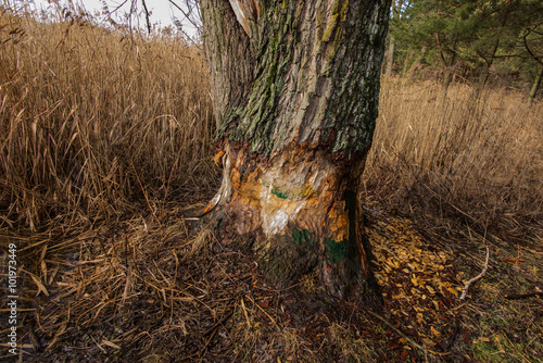 large tree gnawed by beavers