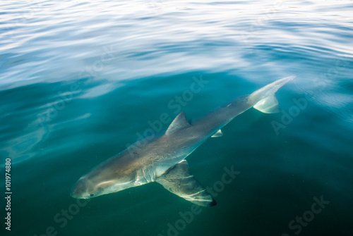 Great white shark (Carcharodon carcharias) © annapimages