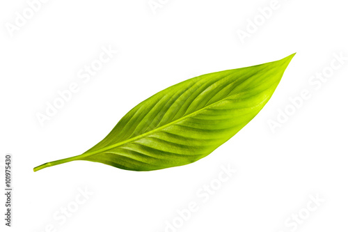 Green leaf  isolated  on the white background